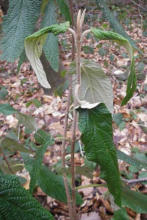 Viburnum rhytidophyllum \ Runzelbl�ttriger Schneeball / Wrinkled Viburnum, D Heidelberg 29.1.2012