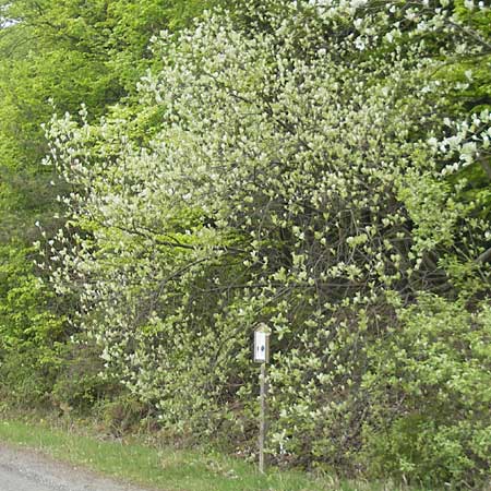 Sorbus cordigastensis \ Kordigast-Mehlbeere / Kordigast Whitebeam, D Franken/Franconia Weismain 7.5.2012