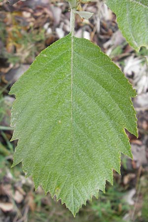 Sorbus cordigastensis \ Kordigast-Mehlbeere / Kordigast Whitebeam, D Franken/Franconia Weismain 7.5.2012