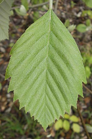Sorbus cordigastensis \ Kordigast-Mehlbeere / Kordigast Whitebeam, D Franken/Franconia Weismain 7.5.2012