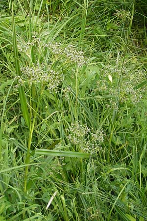 Scirpus sylvaticus \ Wald-Simse, Wald-Binse / Wood Club-Rush, D Kipfenberg 7.6.2012