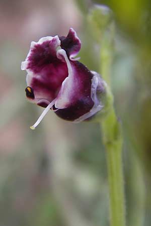 Scrophularia canina \ Hunds-Braunwurz / French Figwort, D Heidelberg 21.7.2012