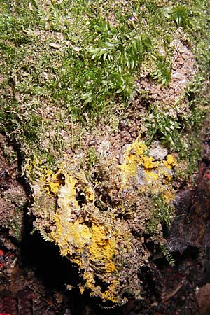 Schistostega pennata \ Leucht-Moos / Schistostega Moss, D Heidelberg 4.10.2012