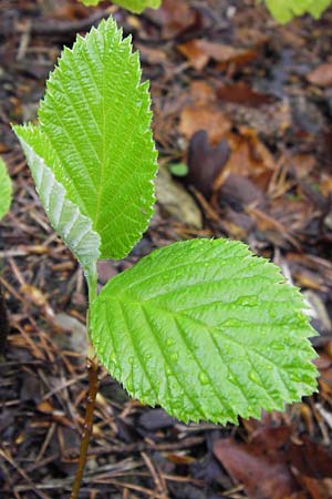 Sorbus cochleariformis \ Lffelblttrige Mehlbeere / Spoon-Leaved Whitebeam, D Hammelburg 4.5.2013