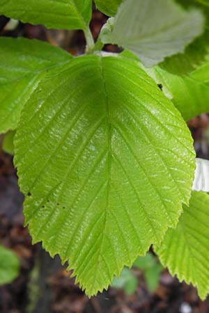 Sorbus cochleariformis \ Lffelblttrige Mehlbeere / Spoon-Leaved Whitebeam, D Hammelburg 4.5.2013