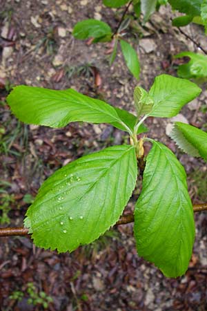Sorbus cochleariformis \ Lffelblttrige Mehlbeere / Spoon-Leaved Whitebeam, D Hammelburg 4.5.2013