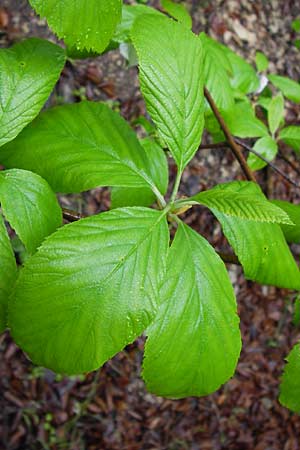 Sorbus cochleariformis \ Lffelblttrige Mehlbeere / Spoon-Leaved Whitebeam, D Hammelburg 4.5.2013