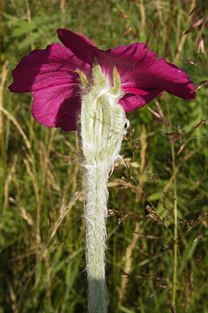 Silene coronaria \ Kronen-Lichtnelke, Kranz-Lichtnelke / Rose Campion, D Dietzenbach 2.7.2013