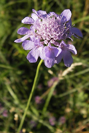 Scabiosa columbaria, Tauben-Skabiose Scabiosa columbaria, Tauben-Skabiose