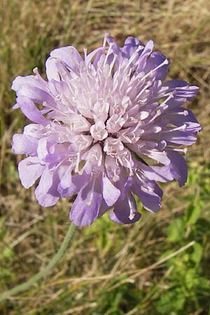 Knautia arvensis \ Acker-Witwenblume / Field Scabious, D Pforzheim 20.7.2013