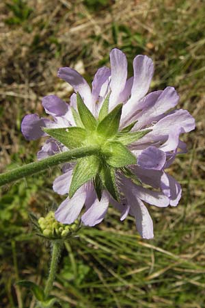 Knautia arvensis \ Acker-Witwenblume / Field Scabious, D Pforzheim 20.7.2013