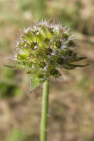 Knautia arvensis \ Acker-Witwenblume / Field Scabious, D Pforzheim 20.7.2013