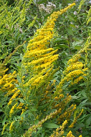 Solidago canadensis \ Kanadische Goldrute / Canadian Goldenrod, D Odenwald, Nieder-Liebersbach 28.8.2013