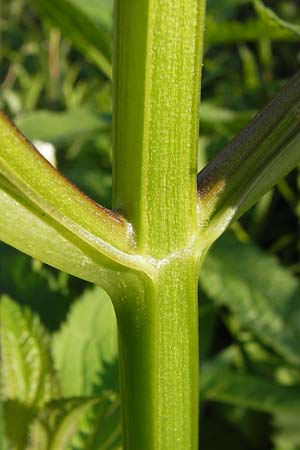 Scrophularia umbrosa \ Geflgelte Braunwurz / Green Figwort, D Mannheim 10.9.2013