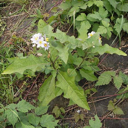 Solanum carolinense \ Carolina-Nachtschatten / Carolina Horsenettle, D Mannheim 29.9.2013