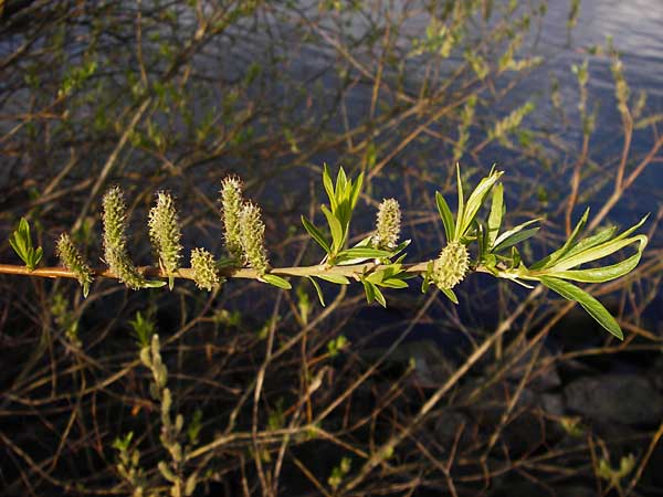 Salix viminalis \ Korb-Weide / Common Osier, D Frankfurt-Schwanheim 26.3.2014