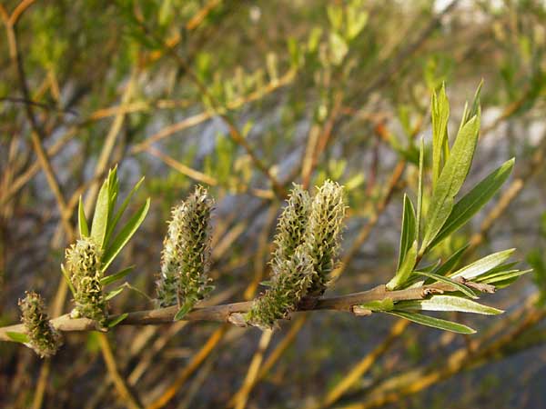 Salix viminalis \ Korb-Weide / Common Osier, D Frankfurt-Schwanheim 26.3.2014