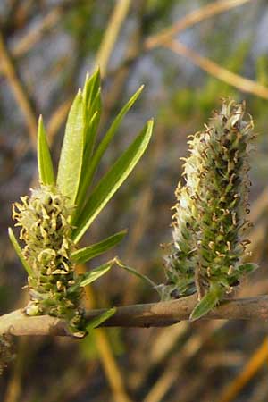 Salix viminalis \ Korb-Weide / Common Osier, D Frankfurt-Schwanheim 26.3.2014