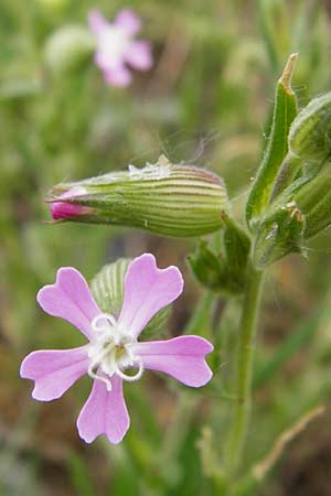 Silene conica \ Kegel-Leimkraut / Sand Campion, D Mannheim 15.5.2014