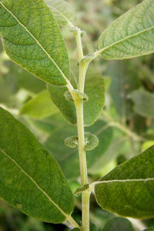 Salix aurita x cinerea \ Weiden-Hybride / Hybrid Willow, D Gimbsheim 23.6.2014