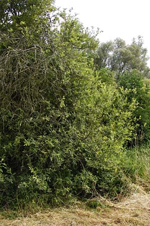 Salix aurita x cinerea \ Weiden-Hybride / Hybrid Willow, D Gimbsheim 23.6.2014