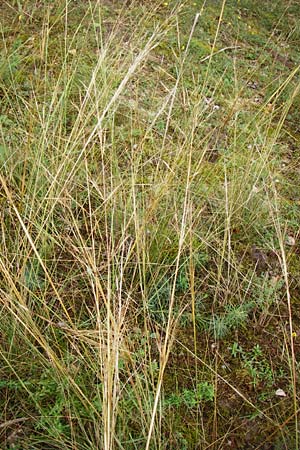 Stipa capillata \ Haar-Pfriemengras / Feather-Grass, Needle Grass, D Schwetzingen 20.9.2014