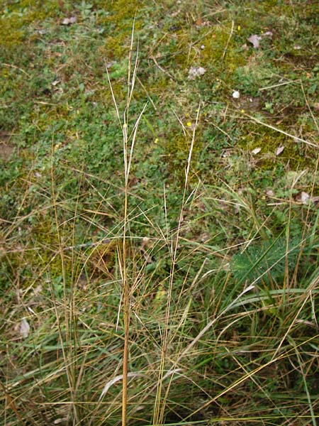 Stipa capillata \ Haar-Pfriemengras / Feather-Grass, Needle Grass, D Schwetzingen 20.9.2014