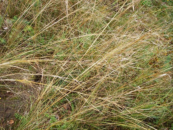 Stipa capillata \ Haar-Pfriemengras / Feather-Grass, Needle Grass, D Schwetzingen 20.9.2014