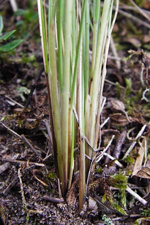 Stipa capillata \ Haar-Pfriemengras / Feather-Grass, Needle Grass, D Schwetzingen 25.9.2014