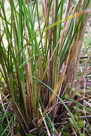Stipa capillata \ Haar-Pfriemengras / Feather-Grass, Needle Grass, D Schwetzingen 1.11.2014
