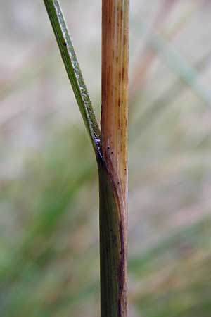 Stipa capillata \ Haar-Pfriemengras / Feather-Grass, Needle Grass, D Schwetzingen 1.11.2014