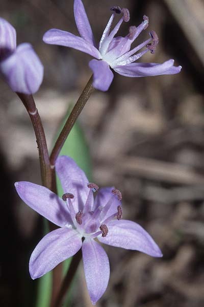 Scilla bifolia \ Zweiblttriger Blaustern / Alpine Squill, D Weinheim an der Bergstraße 12.3.2000
