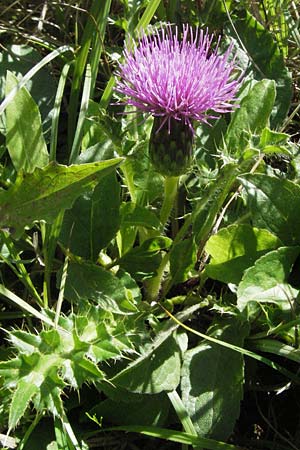Cirsium acaule \ Stngellose Kratzdistel / Stemless Thistle, Dwarf Thistle, D Mosbach 7.7.2007