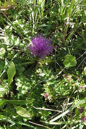 Cirsium acaule \ Stngellose Kratzdistel / Stemless Thistle, Dwarf Thistle, D Mosbach 7.7.2007