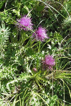 Cirsium acaule \ Stngellose Kratzdistel / Stemless Thistle, Dwarf Thistle, D Mosbach 7.7.2007