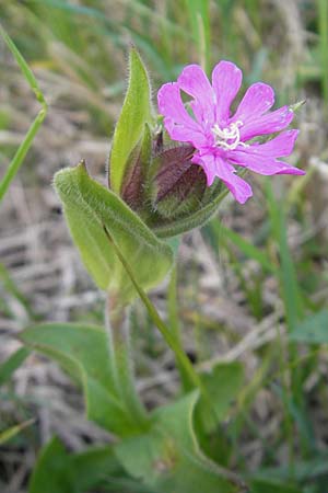 Silene x hampeana \ Lichtnelken-Hybride / Hybrid Campion, D Krumbach 8.5.2010