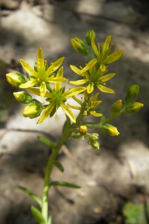 Sedum forsterianum \ Zierliche Felsen-Fetthenne / Rock Stonecrop, Welsh Stonecrop, D Idar-Oberstein 2.7.2011