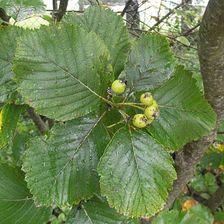 Sorbus danubialis \ Donau-Mehlbeere / Danube Whitebeam, D Botan. Gar.  Universit.  Regensburg 5.8.2011