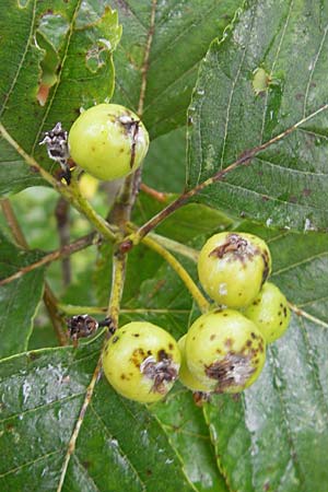 Sorbus danubialis \ Donau-Mehlbeere / Danube Whitebeam, D Botan. Gar.  Universit.  Regensburg 5.8.2011