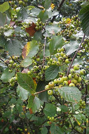 Sorbus danubialis \ Donau-Mehlbeere / Danube Whitebeam, D Botan. Gar.  Universit.  Regensburg 5.8.2011
