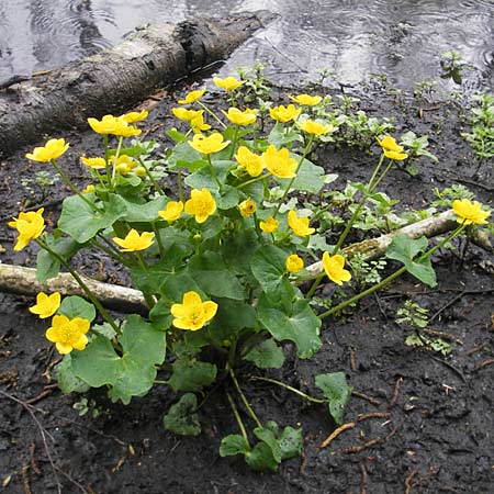 Caltha palustris \ Sumpf-Dotterblume / Marsh Marigold, D Zusmarshausen 5.5.2012