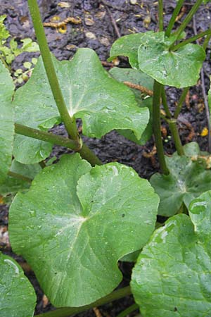 Caltha palustris \ Sumpf-Dotterblume / Marsh Marigold, D Zusmarshausen 5.5.2012