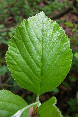 Sorbus danubialis \ Donau-Mehlbeere / Danube Whitebeam, D Neuburg an der Donau 6.5.2012