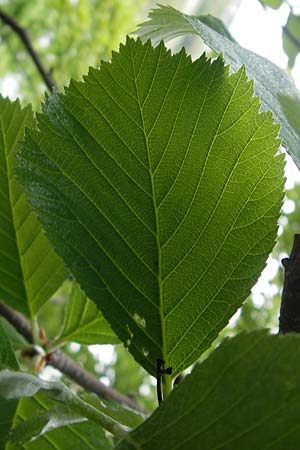 Sorbus danubialis \ Donau-Mehlbeere / Danube Whitebeam, D Neuburg an der Donau 6.5.2012