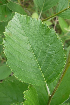 Sorbus danubialis \ Donau-Mehlbeere / Danube Whitebeam, D Neuburg an der Donau 8.6.2012