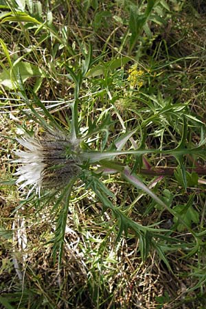 Carlina acaulis \ Silberdistel, Eberwurz / Stemless Carline Thistle, D Thüringen, Drei Gleichen 6.8.2013