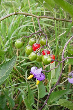 Solanum dulcamara \ Bitterser Nachtschatten / Bittersweet, D Oppenheim 9.8.2014