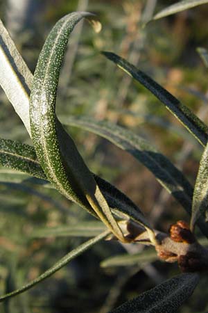Hippophae rhamnoides \ Sanddorn / Sea Buckthorn, D Mannheim 14.10.2014