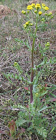 Senecio vernalis \ Frhlings-Greiskraut / Eastern Groundsel, D Mannheim 26.4.2006