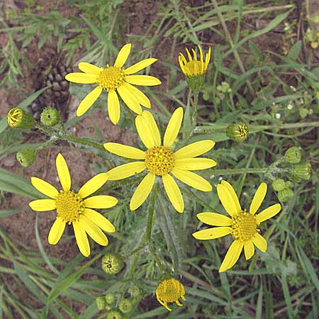 Senecio vernalis \ Frhlings-Greiskraut / Eastern Groundsel, D Schwetzingen 1.5.2006